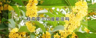 桂花零下20度能活吗,第1图