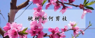 桃树如何剪枝,第1图