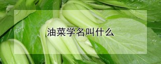 油菜学名叫什么,第1图