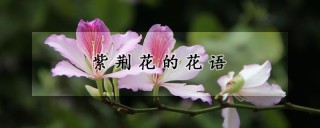 紫荆花的花语,第1图