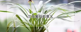 兰花象征的意义,第1图