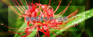 彼岸花多久开一次花,第1图