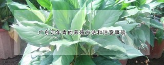 广东万年青的养殖方法和注意事项,第1图