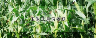 玉米几月份收获,第1图