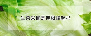 生菜采摘是连根拔起吗,第1图