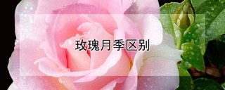 玫瑰月季区别,第1图