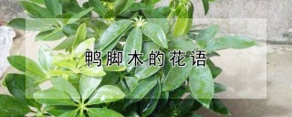 鸭脚木的花语,第1图