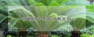 铁树叶子冬天可剪光吗,第1图