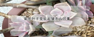 紫乐叶子变软起皱怎么回事,第1图