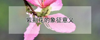 紫荆花的象征意义,第1图