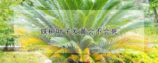 铁树叶子发黄会不会死,第1图