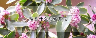 瑞香什么时候开花,第1图