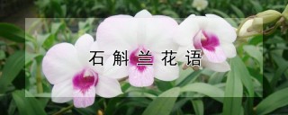 石斛兰花语,第1图