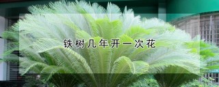 铁树几年开一次花,第1图