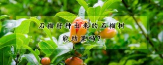 石榴籽种出来的石榴树能结果吗?,第1图