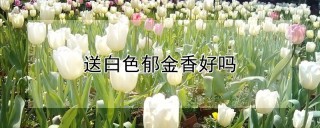 送白色郁金香好吗,第1图