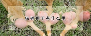 铁树种子有什么用,第1图