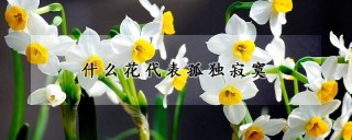 什么花代表孤独寂寞,第1图