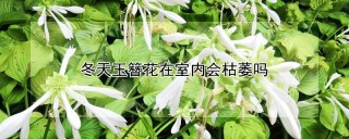 冬天玉簪花在室内会枯萎吗,第1图