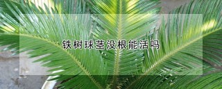 铁树球茎没根能活吗,第1图