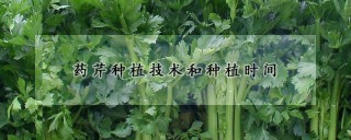 药芹种植技术和种植时间,第1图