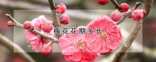 梅花花期多长,第1图