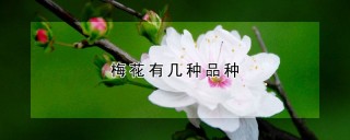 梅花有几种品种,第1图