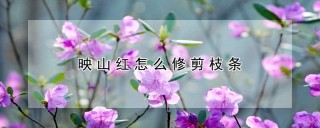 映山红怎么修剪枝条,第1图