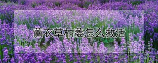 薰衣草枯萎怎么救活,第1图