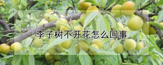 李子树不开花怎么回事,第1图