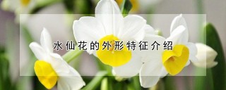 水仙花的外形特征介绍,第1图