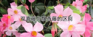 双喜藤与飘香藤的区别,第1图