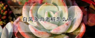 白凤多肉老桩怎么养,第1图