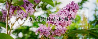 丁香花的特点和精神,第1图