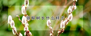 银柳树长什么样子,第1图