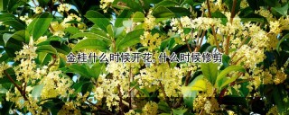 金桂什么时候开花,什么时候修剪,第1图