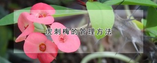 虎刺梅的管理方法,第1图