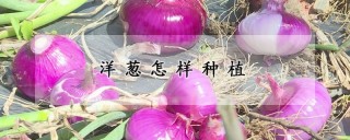 洋葱怎样种植,第1图