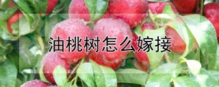 油桃树怎么嫁接,第1图