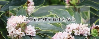 瑞香花的样子有什么特点,第1图