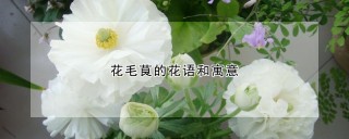 花毛茛的花语和寓意,第1图