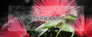 合欢花能盆栽吗,第1图