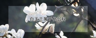 白玉兰属于什么科,第1图