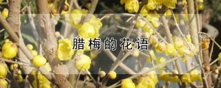 腊梅的花语,第1图