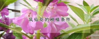 凤仙花的种植条件,第1图