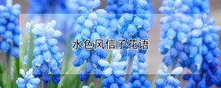 水色风信子花语,第1图