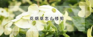 花烟草怎么修剪,第1图