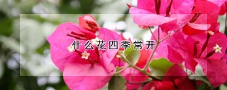 什么花四季常开,第1图