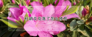 杜鹃花花落了怎么修剪,第1图