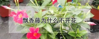 飘香藤为什么不开花,第1图